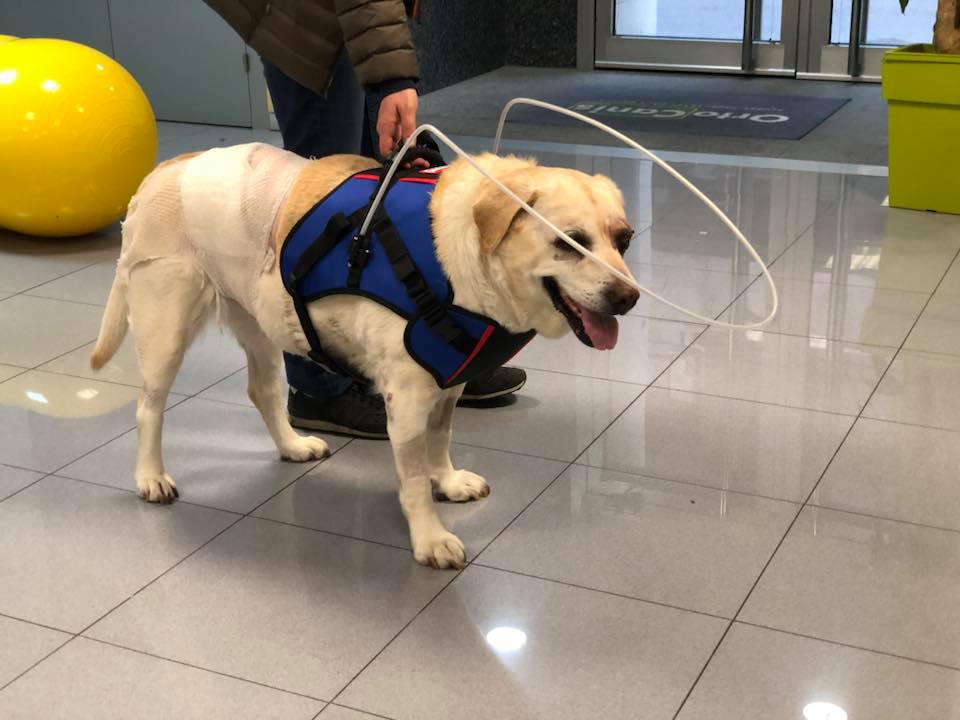 Evita que tu perro ciego se golpee: el accesorio para que vuelva a caminar seguro
