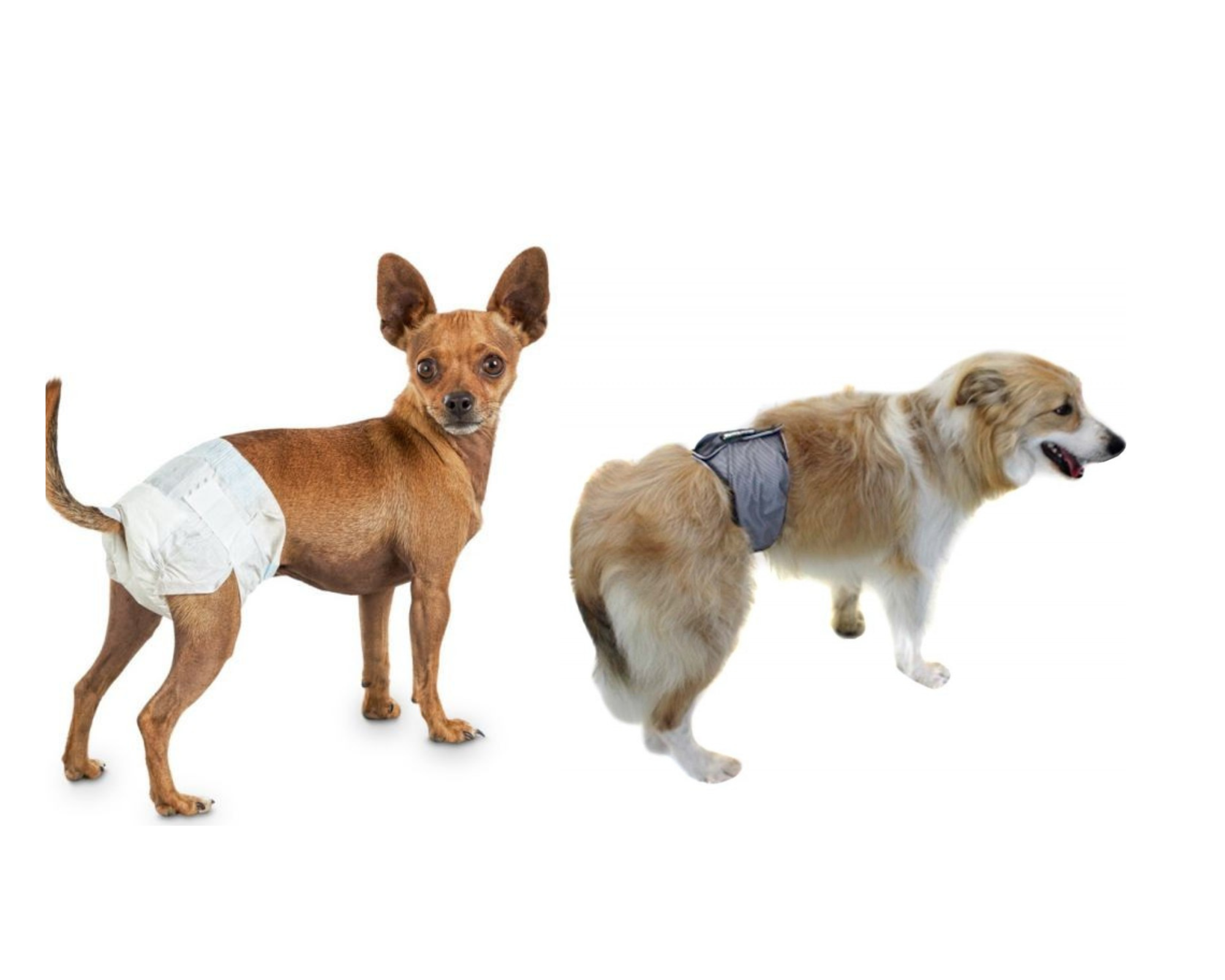 Diferencias entre pañales y fajas para perros con incontinencia que debes conocer