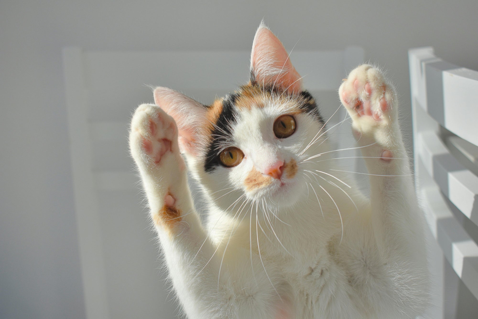 ¿Es solo vejez o es dolor? Guía para entender la Artrosis en mascotas