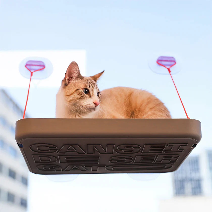 Accesorios para gatos