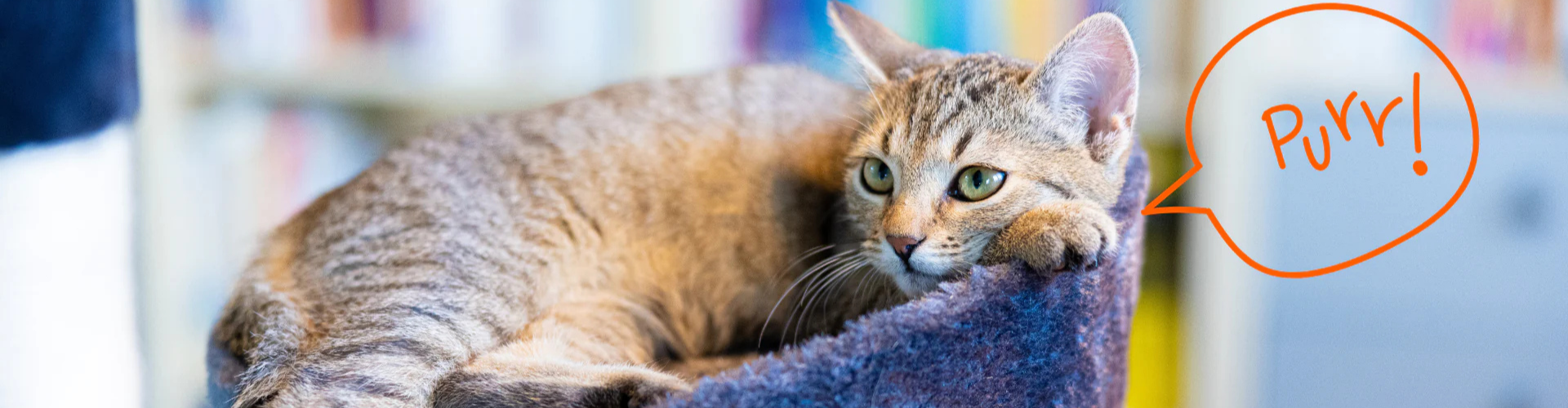 Accesorios para gatos