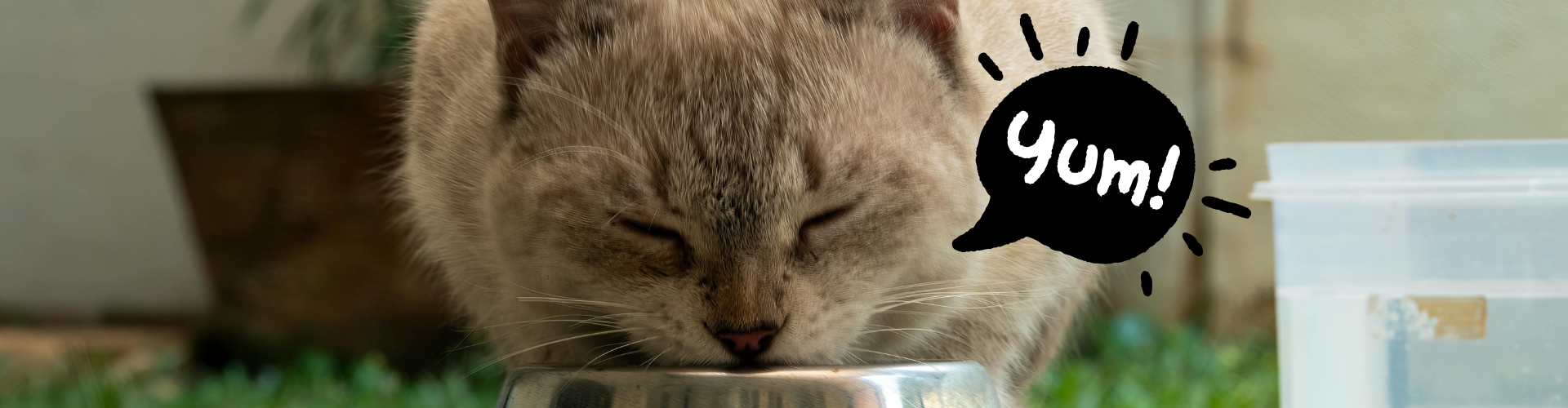 Imagen de un gato comiendo