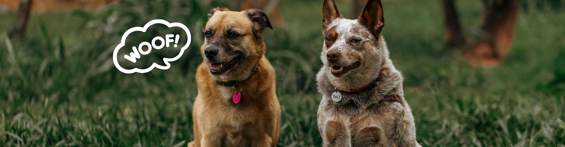 Imagen de dos perros sentados