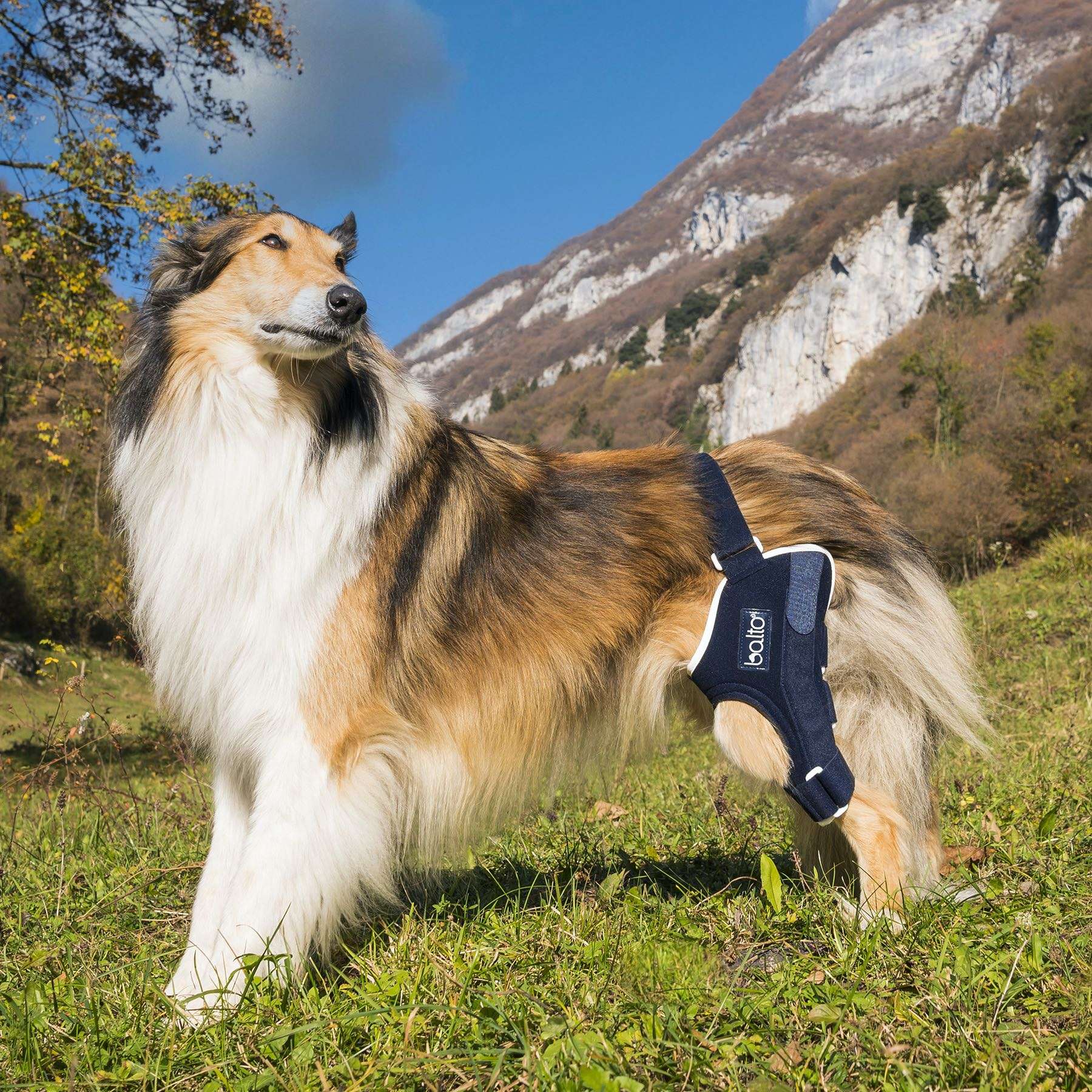 Rodillera para Perros Balto BT JUMP | Ligamento cruzado y Rodilla