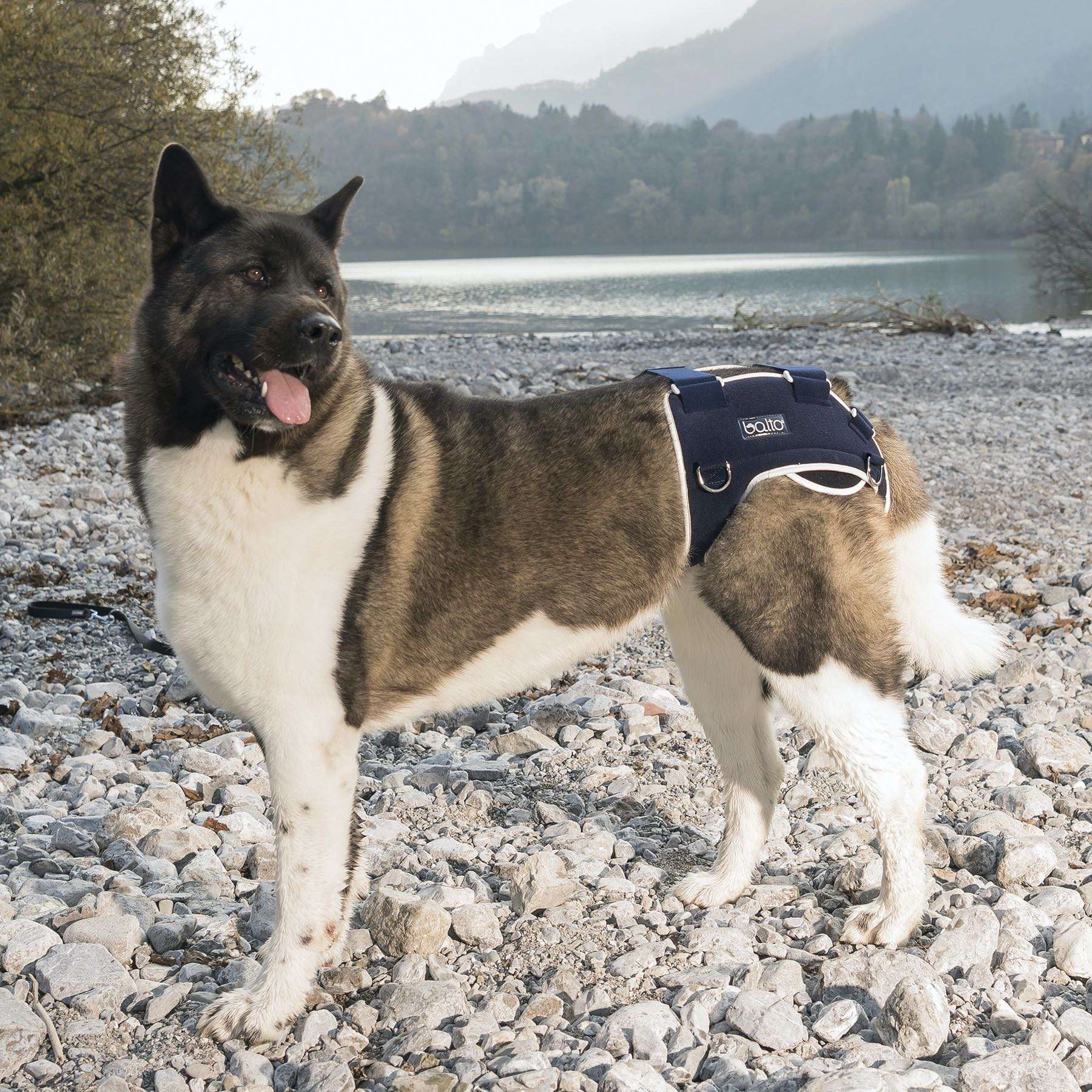 Órtesis de Cadera para Perros Balto Life | Displasia y Artrosis