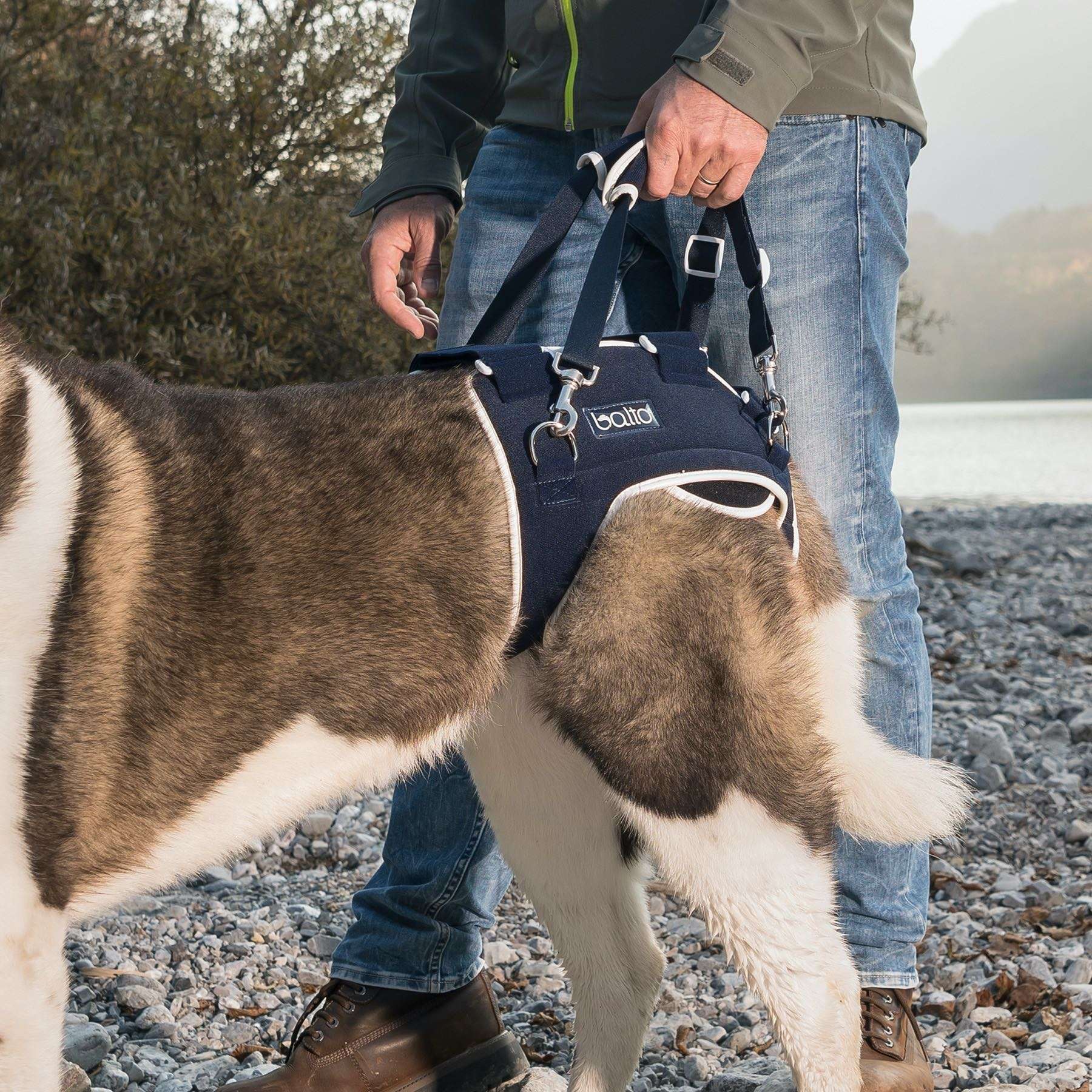 Órtesis de Cadera para Perros Balto Life | Displasia y Artrosis