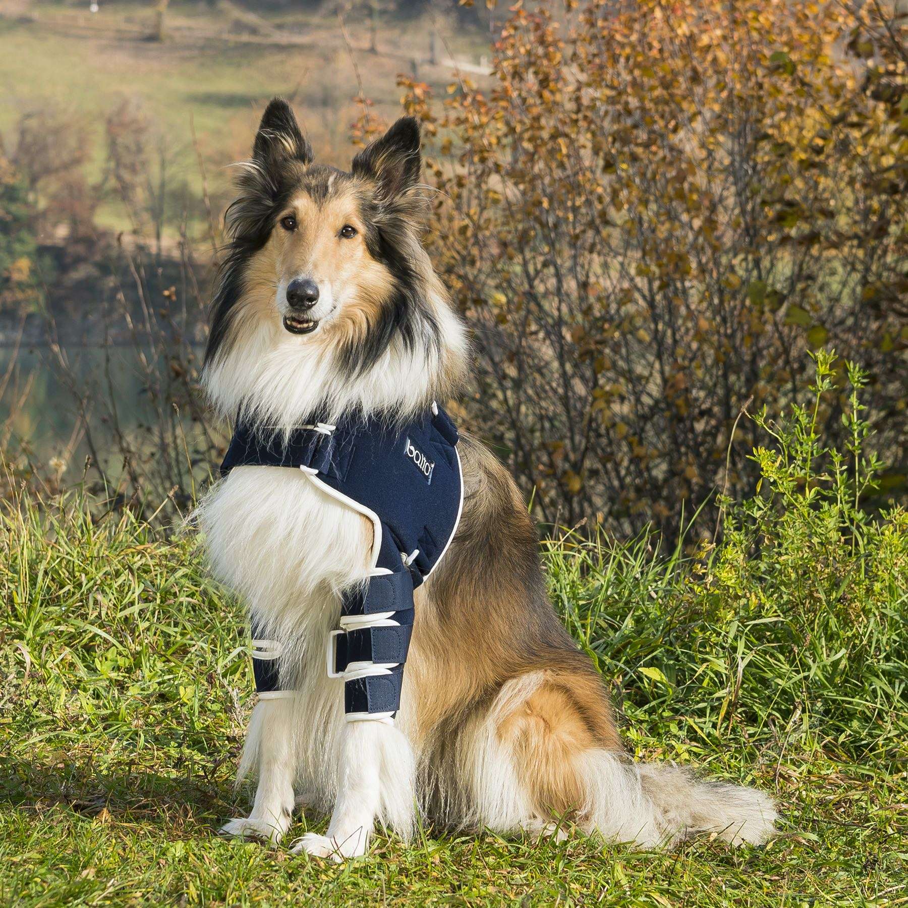 Soporte de Hombro para Perros Balto Lux | Displasia y luxación