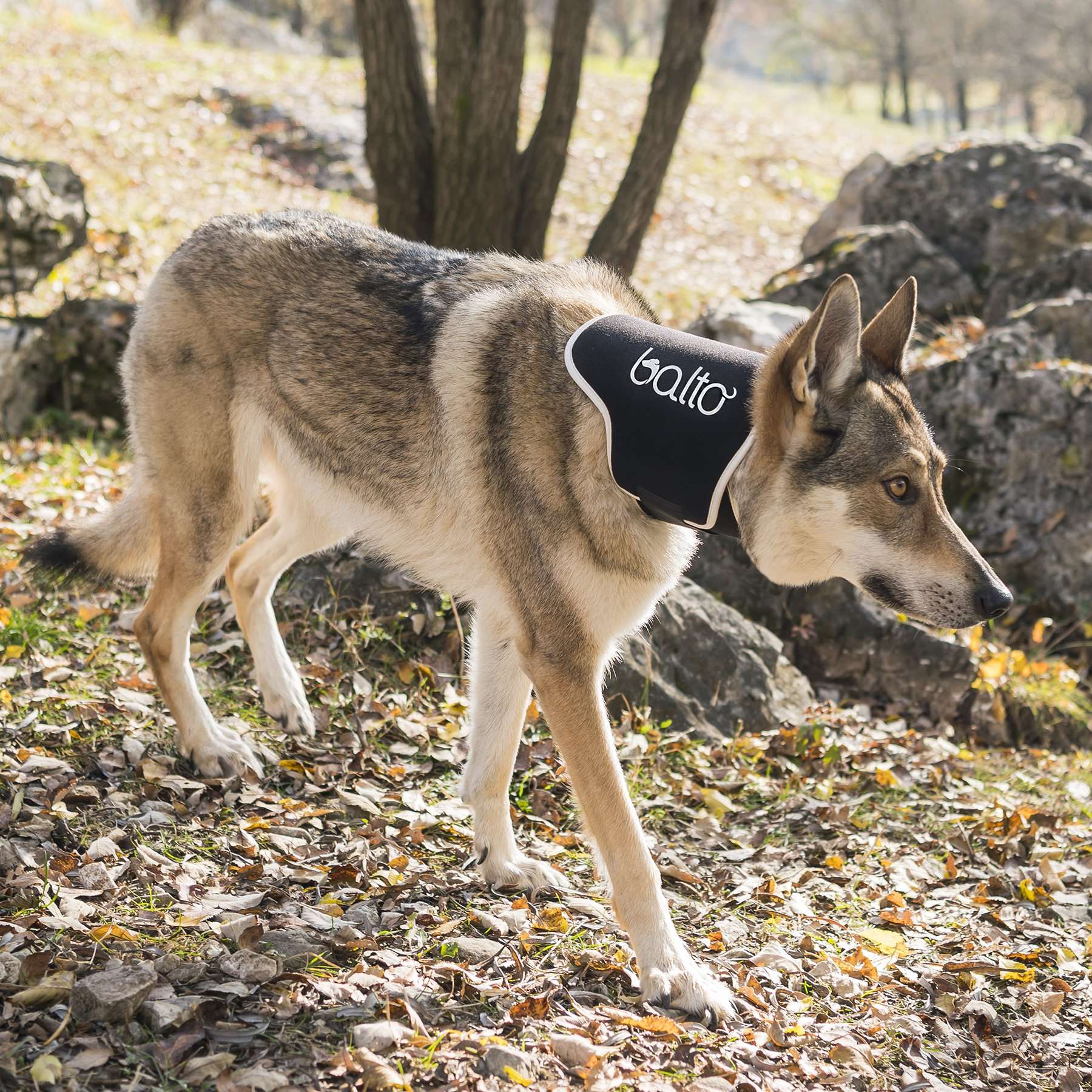 Collar Isabelino Balto Neck Eco | Antilamidos Perros y Gatos