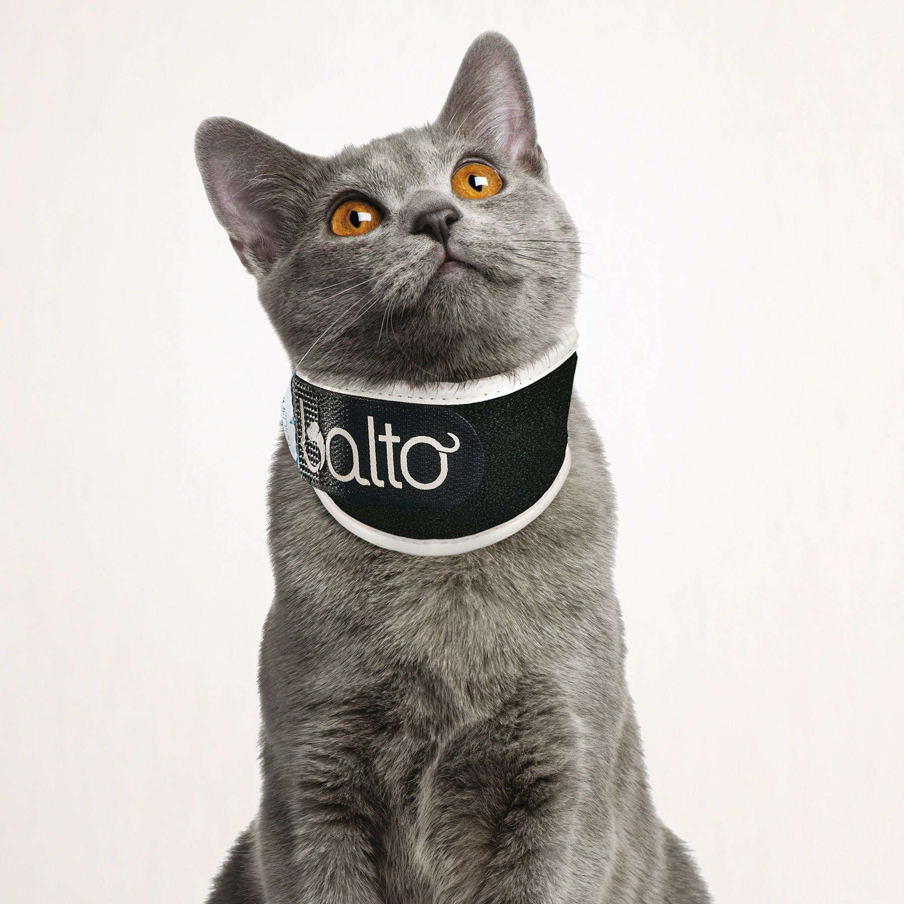 Collar Isabelino Balto Neck Eco | Antilamidos Perros y Gatos