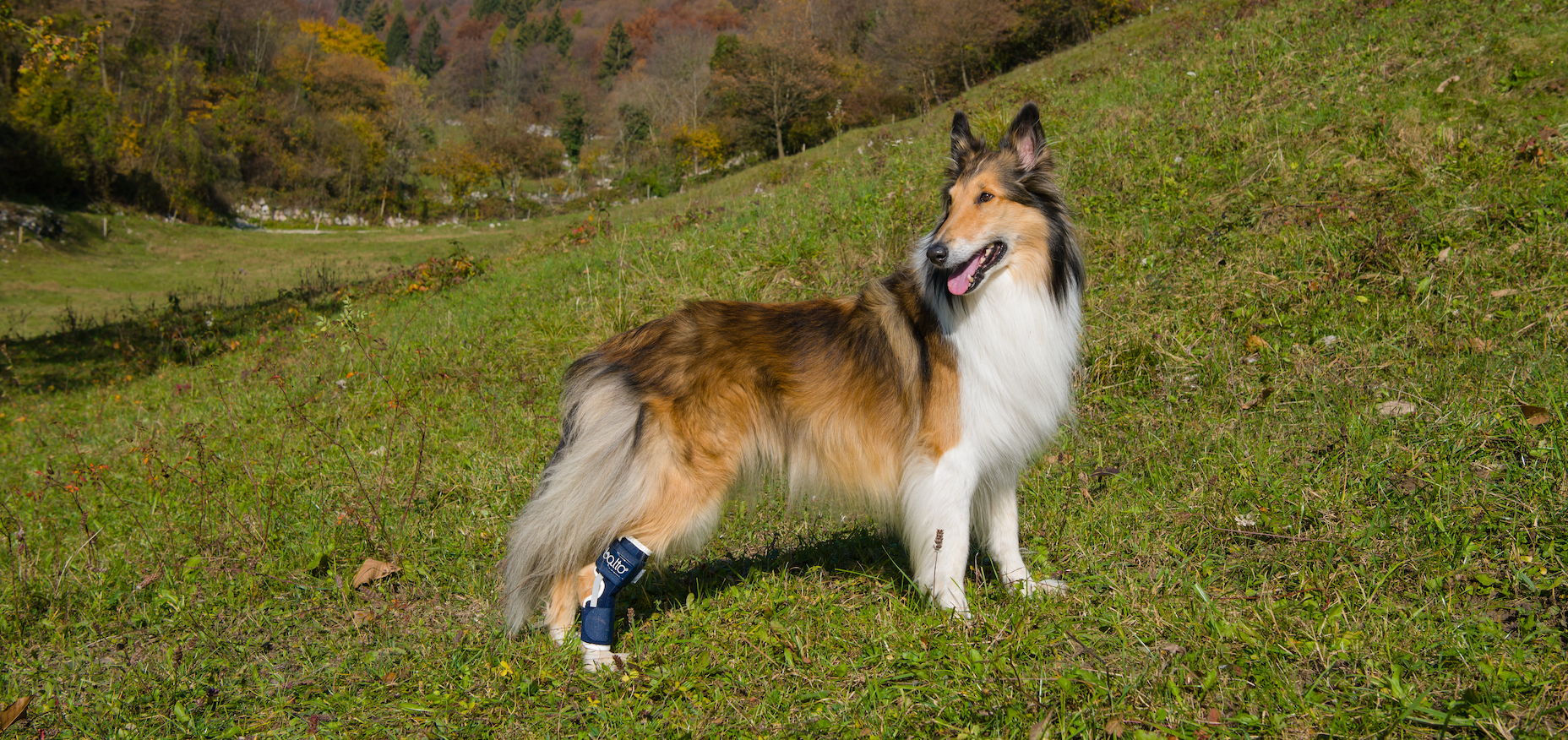 Soporte de Corvejón Balto Hock | Protector de Tobillo Perro
