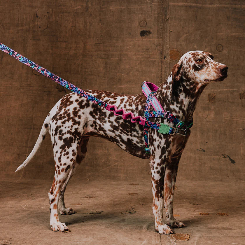 Arnés Zee.Dog x Reebok Aerobic |  Softer-walk anti tirones  | Edición Limitada