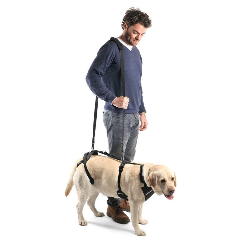 Soporte integral para perros con hernias discales o problemas neurológicos que requieren ayuda al caminar