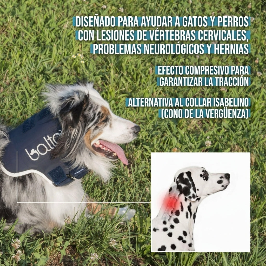 Collar Cervical Balto Neck | Para Lesiones Cervicales de Perros y Gatos