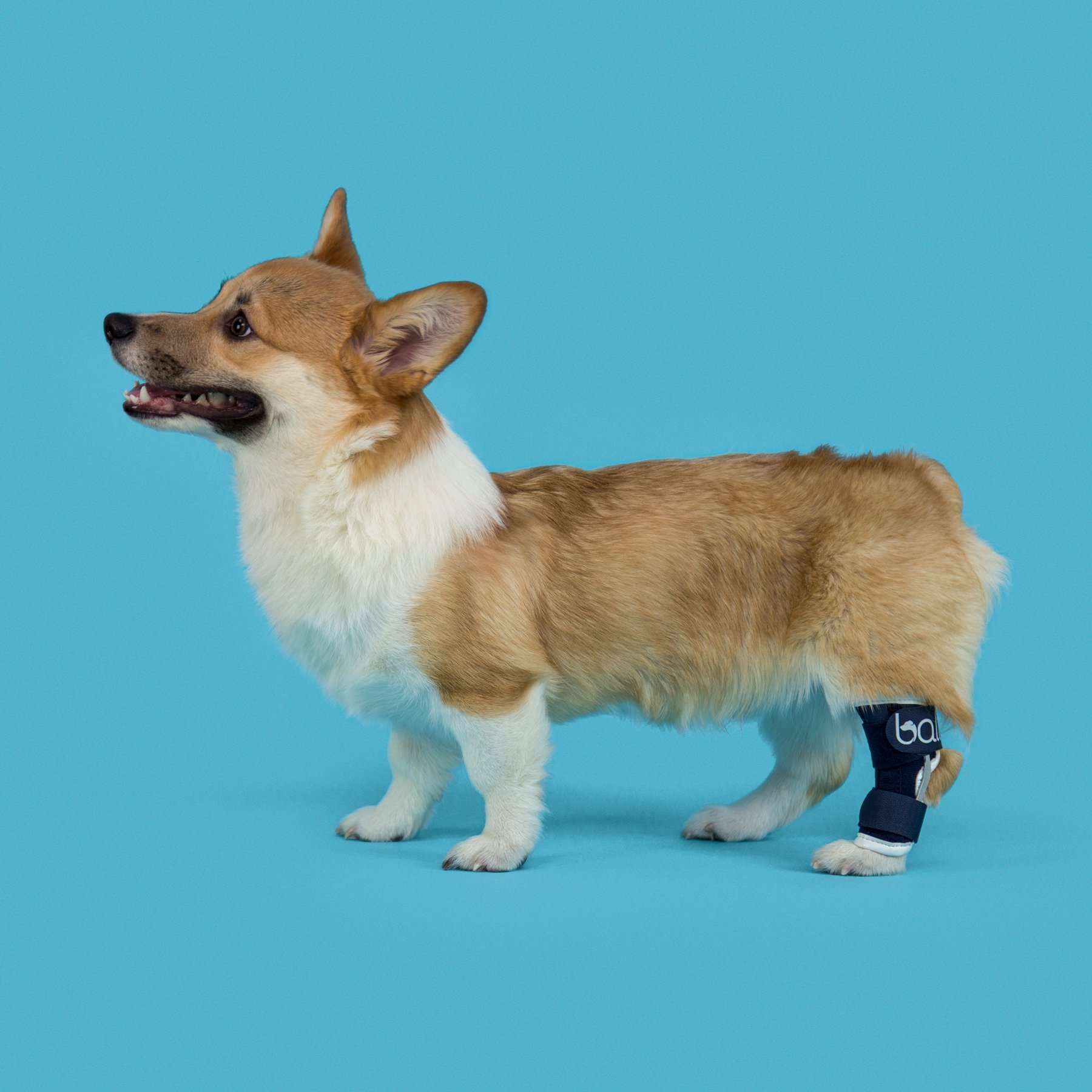 Soporte de Corvejón Balto Hock | Protector de Tobillo Perro