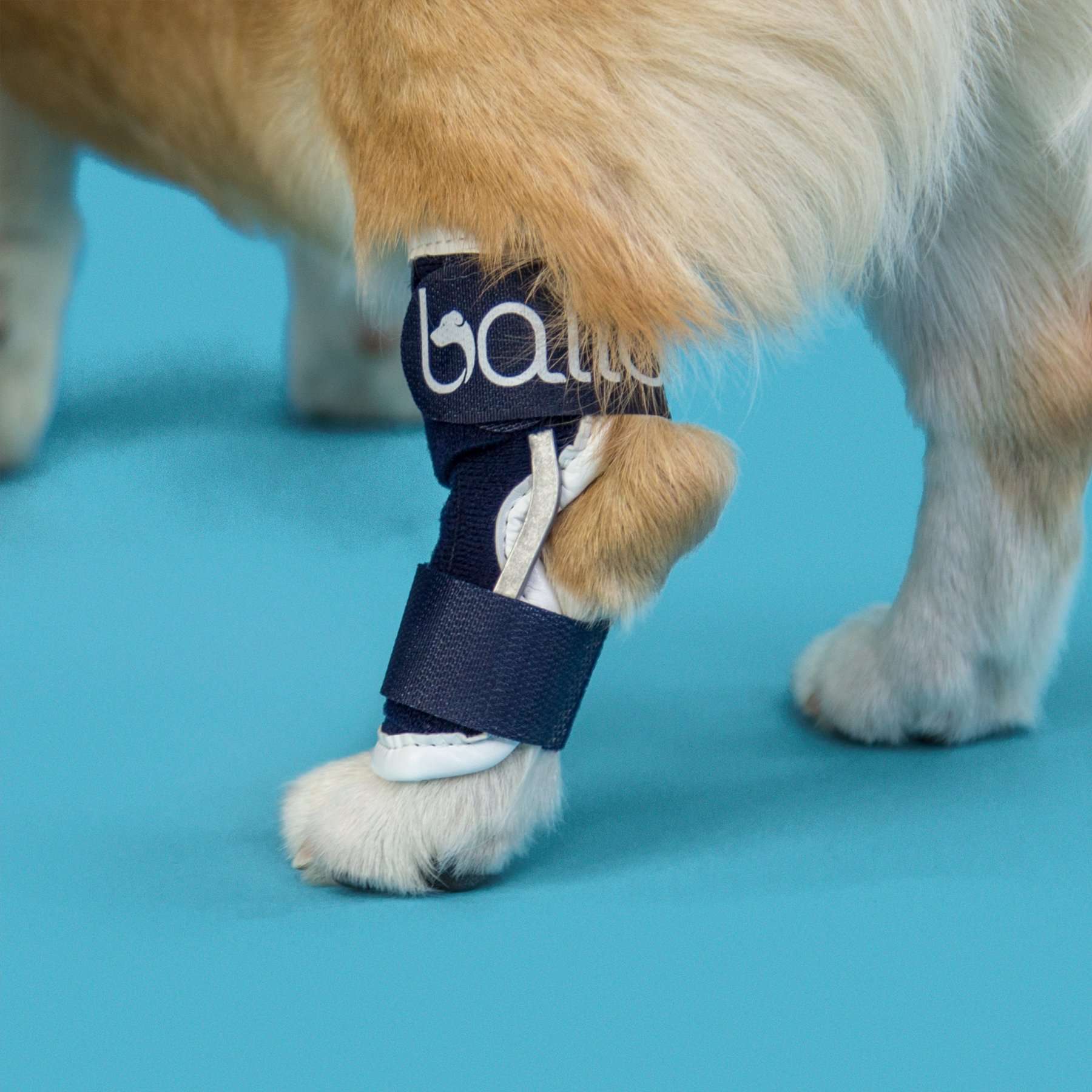 Soporte de Corvejón Balto Hock | Protector de Tobillo Perro