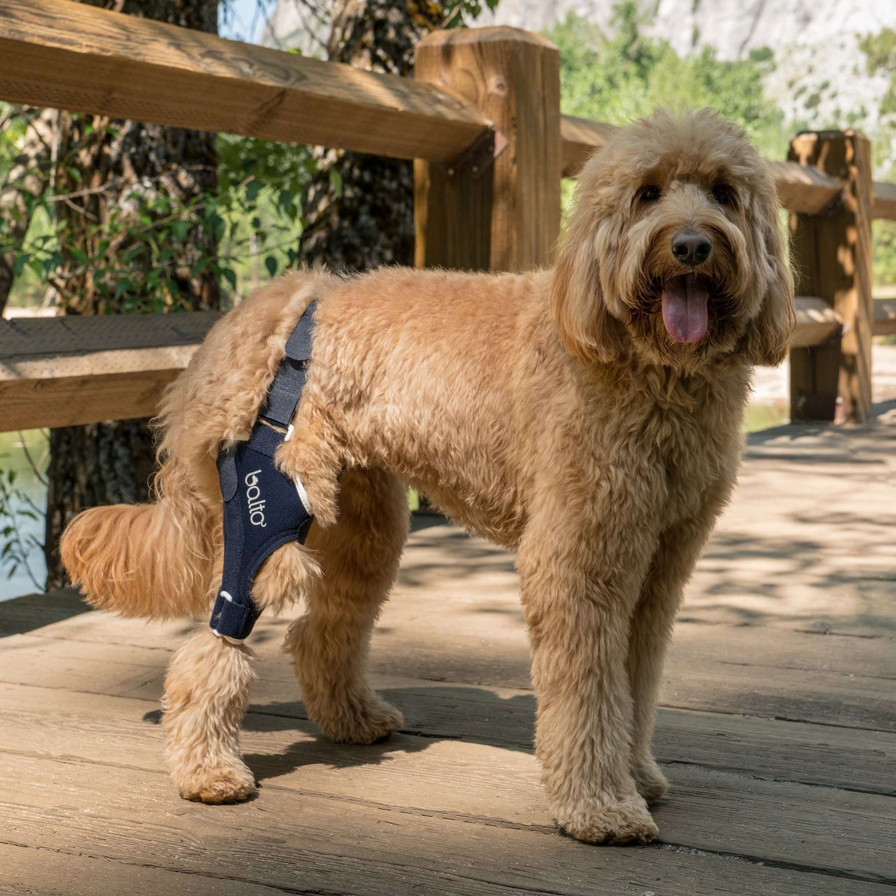 Rodillera para Perros Balto BT JUMP | Ligamento cruzado y Rodilla
