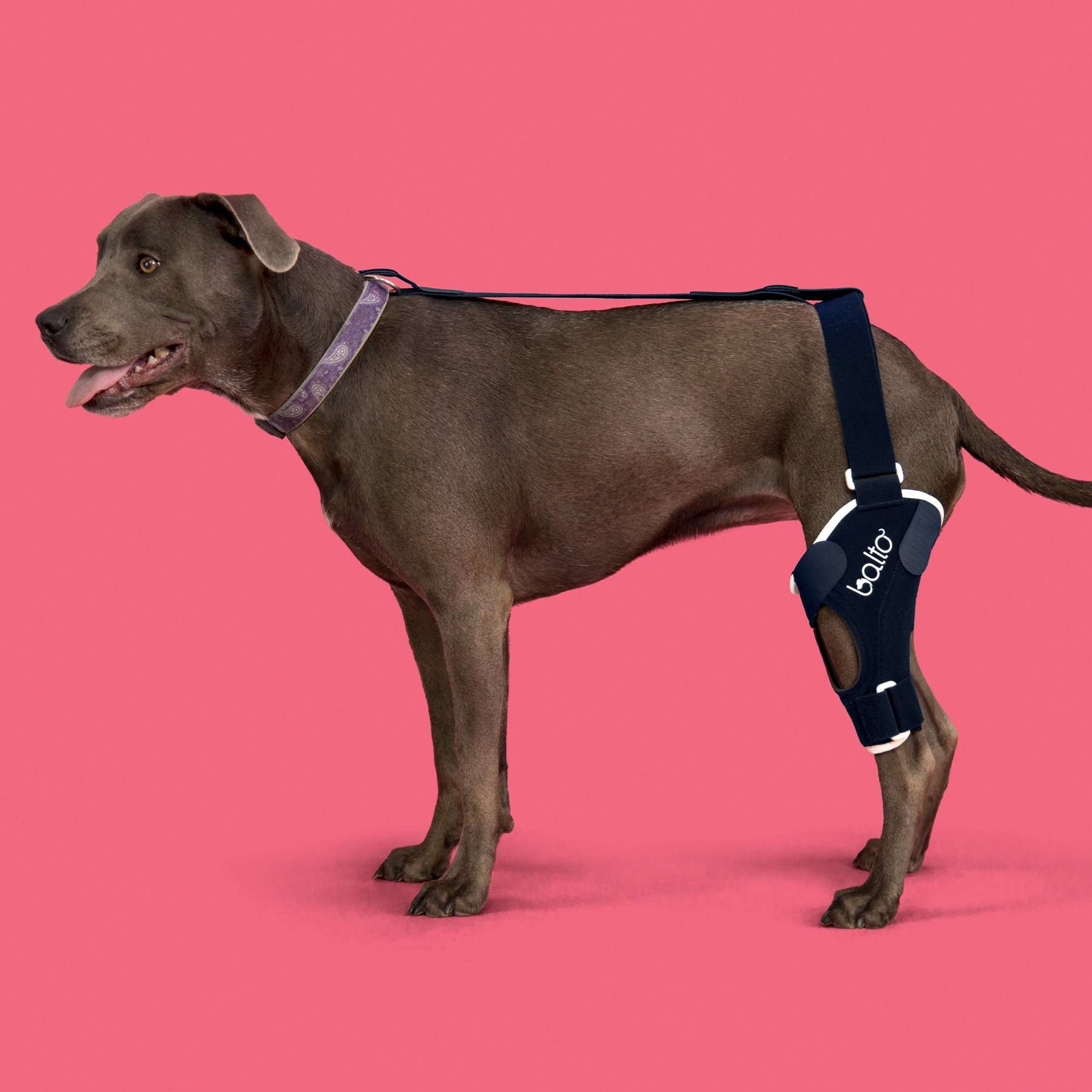 Rodillera para Perros Balto BT JUMP | Ligamento cruzado y Rodilla