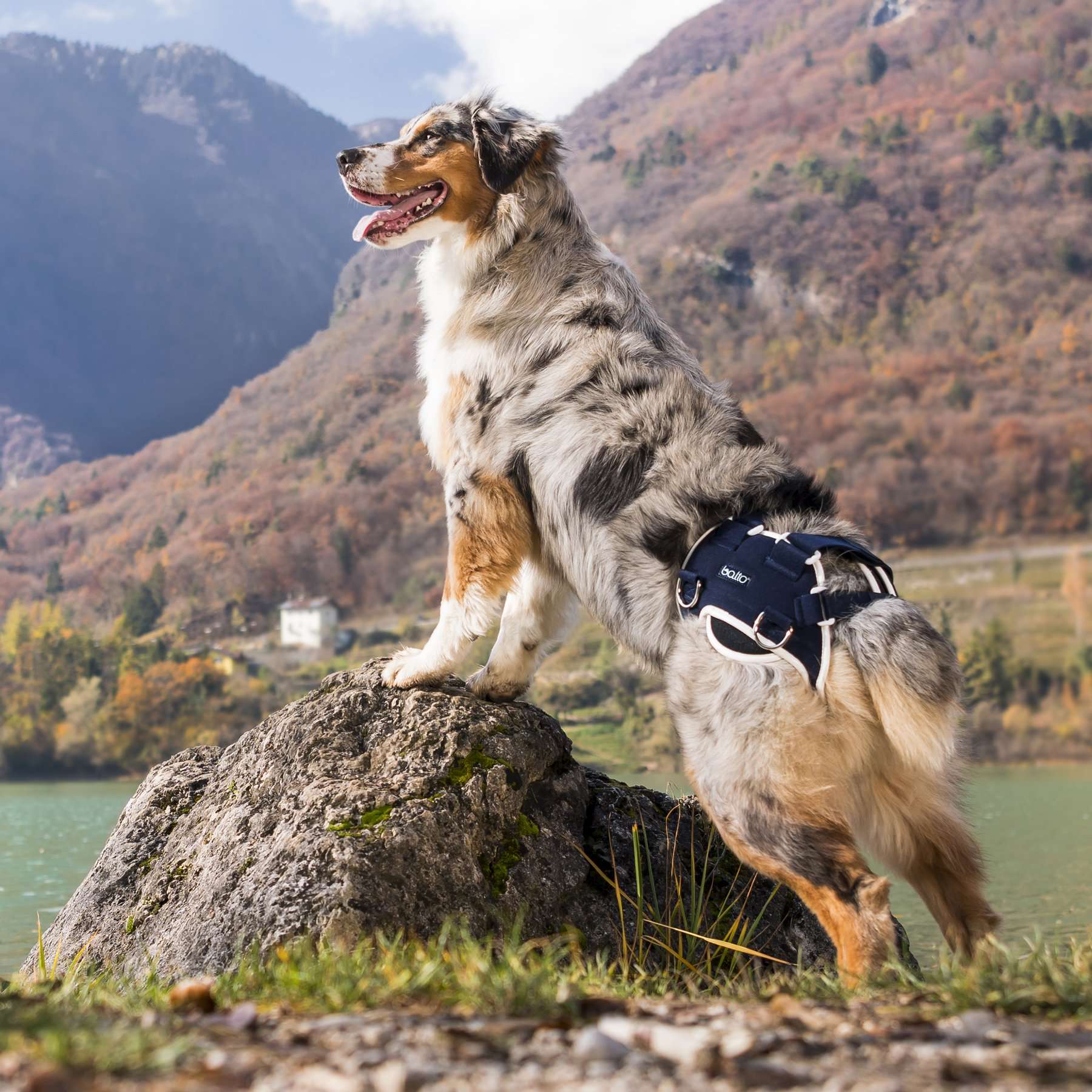 Órtesis de Cadera para Perros Balto Life | Displasia y Artrosis