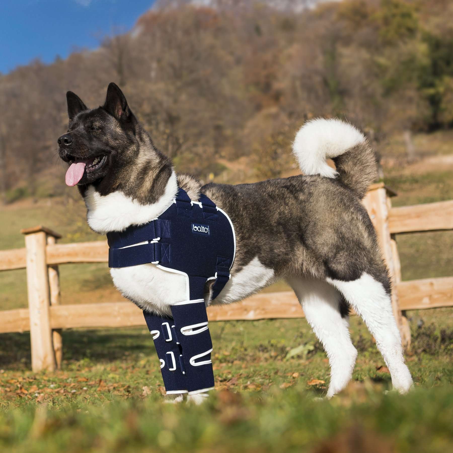Soporte de Hombro para Perros Balto Lux | Displasia y luxación