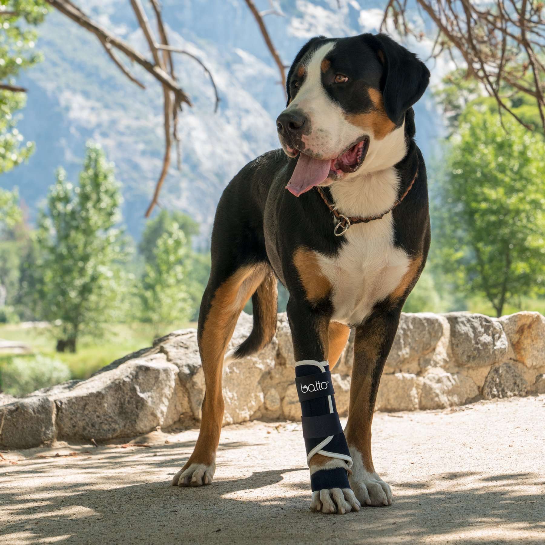 Férula para Perros Balto Splint | Soporte de Carpo y Tarso