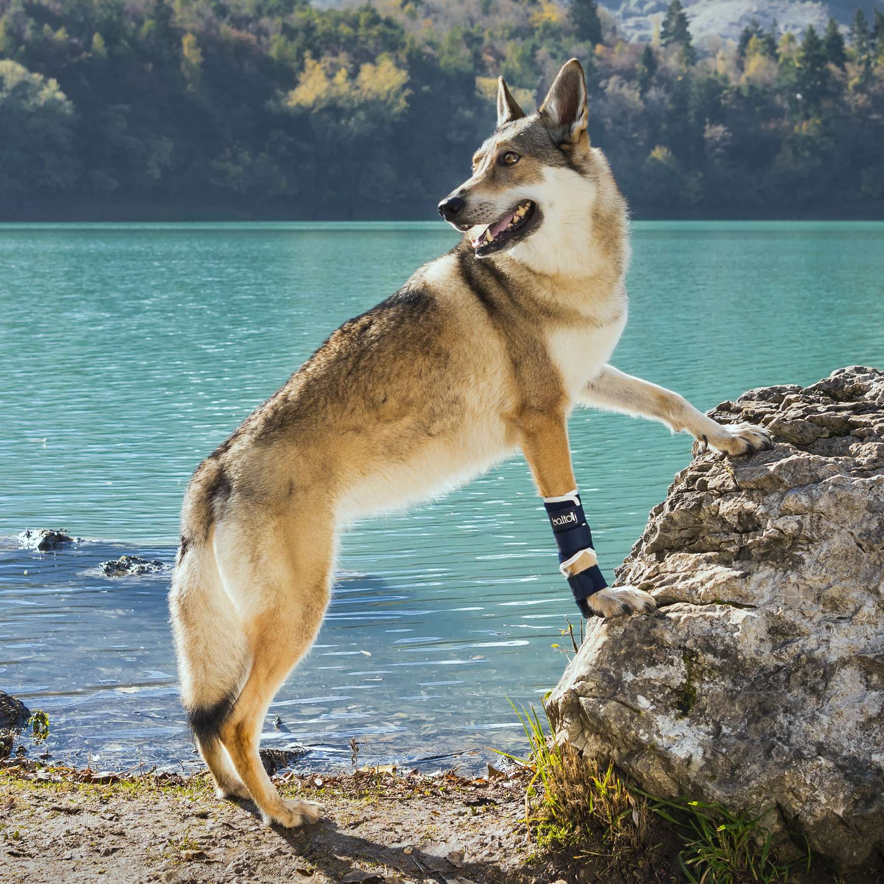 Férula para Perros Balto Splint | Soporte de Carpo y Tarso