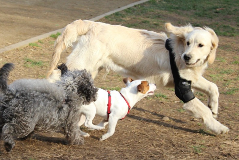 Protector de codo canino acolchado para evitar la formación de callos y llagas por presión