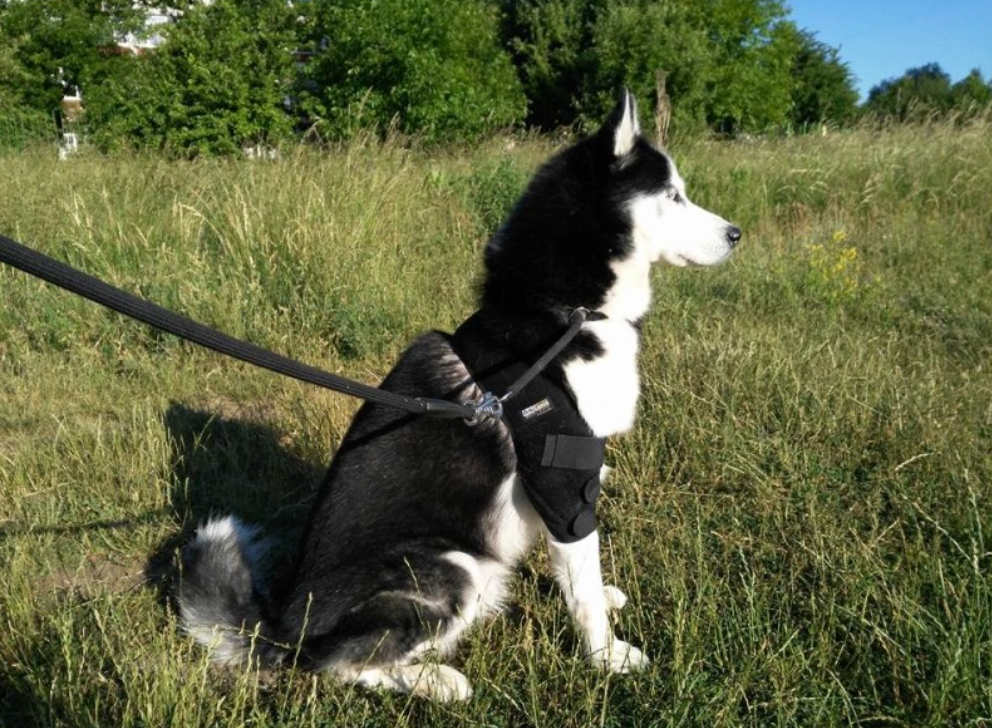 Soporte de codo para perros con protección térmica que mejora la movilidad y reduce la inflamación