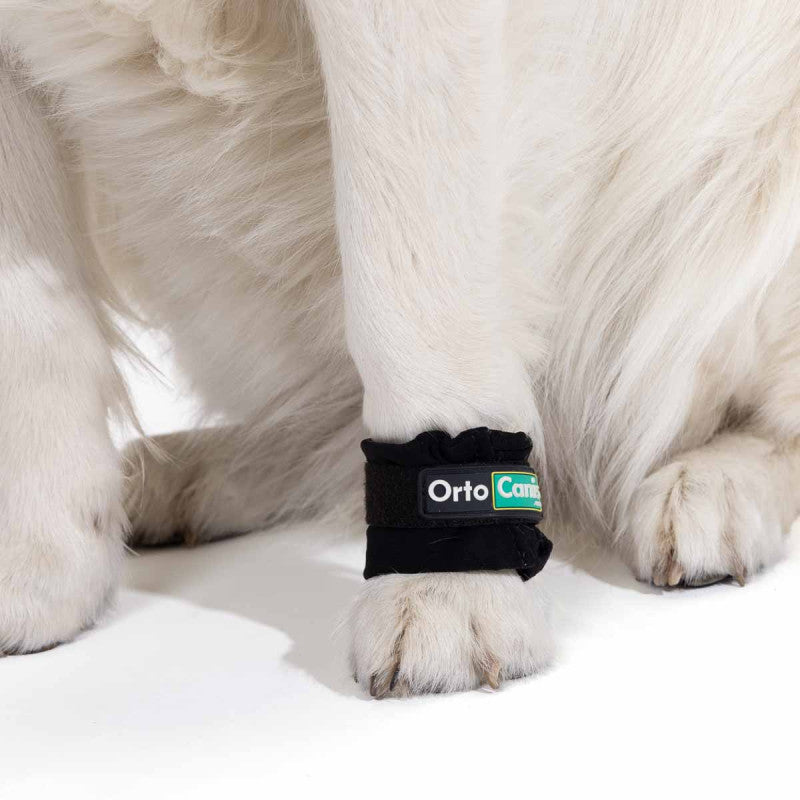 Pesas de fortalecimiento muscular para perros - Ortocanis