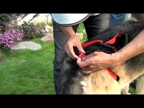 Soporte de ayuda para caminar para perros senior con agarre ergonómico y ajustable