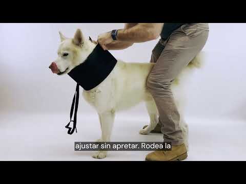 Cómo funciona y cómo se utiliza el collar inmovilizador para perros