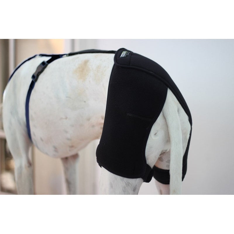 Detalle del soporte de caderas en un galgo