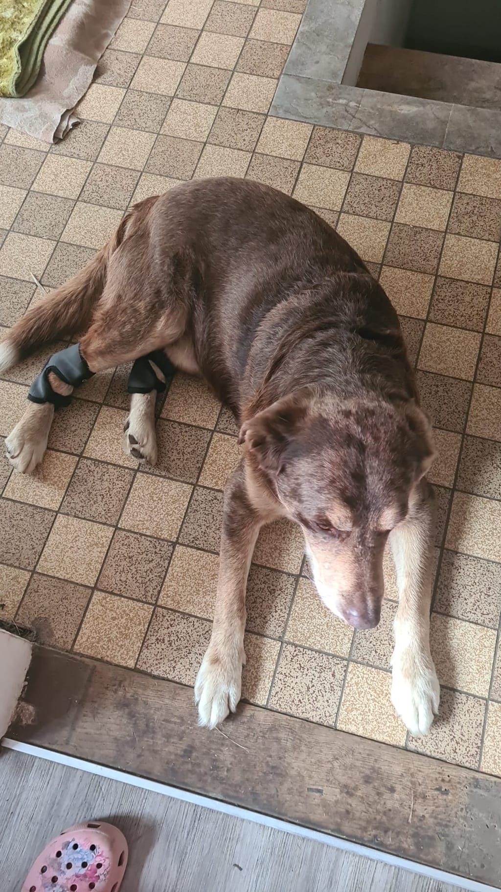 Protector de tarso canino para estabilizar la articulación de la pata trasera en caso de lesiones