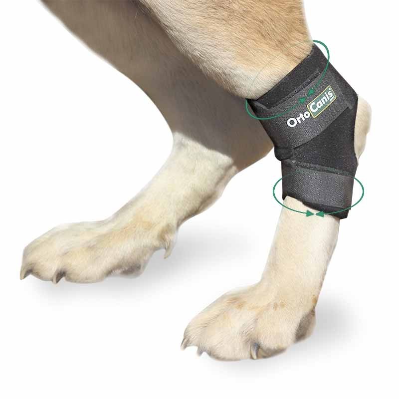 Soporte ortopédico de tarso con protección térmica para perros con artrosis o debilidad ligamentosa