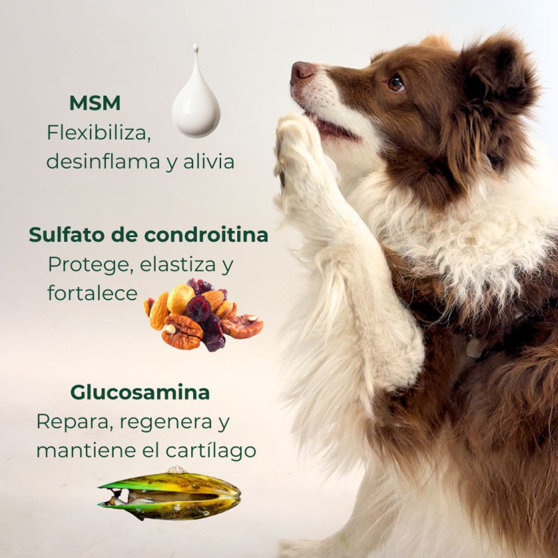 Suplemento Nutricional para Articulaciones de Perros | Ortocanis